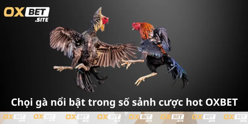 Sanh-ca-cuoc-da-ga-cuon-hut-tai-OXBET